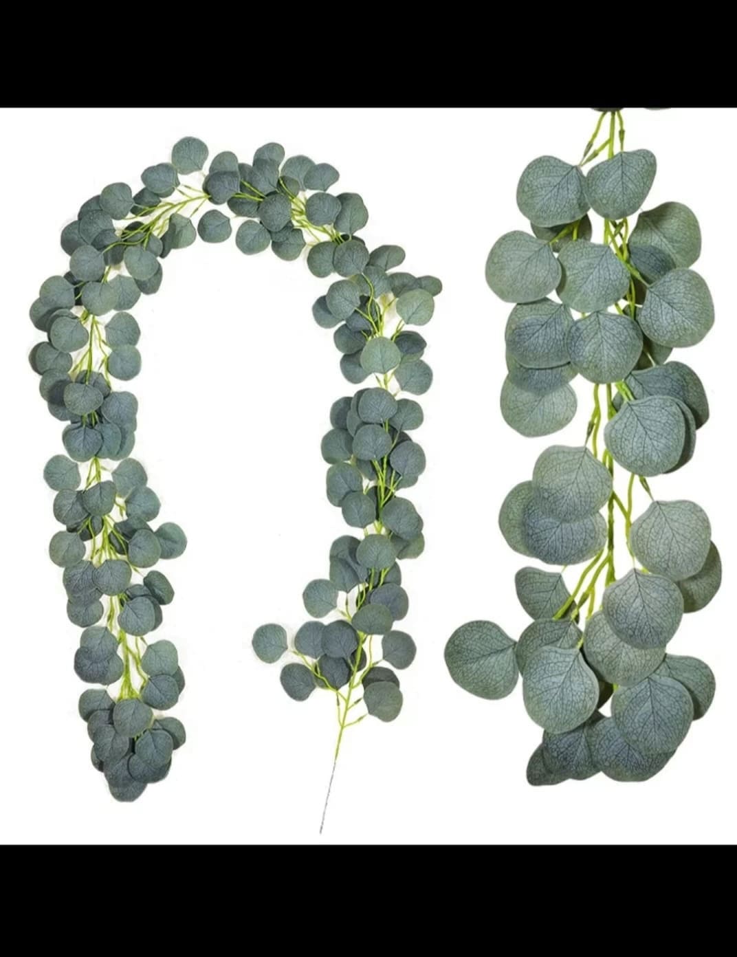 Eucalptus creeper