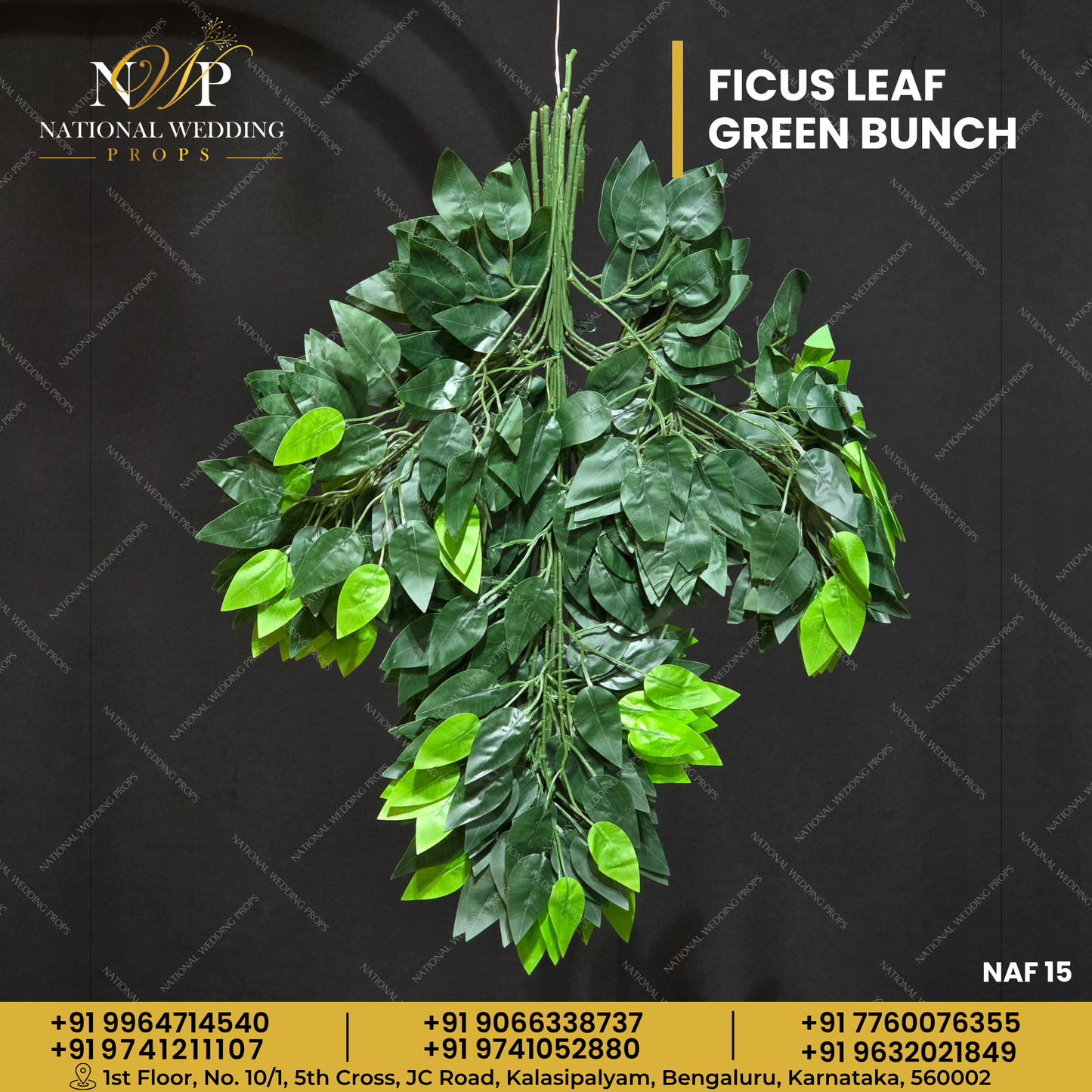 FICUS LEAFS GREEN