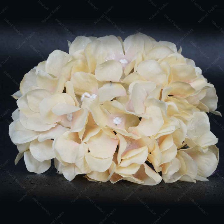 Hydrangea Heads