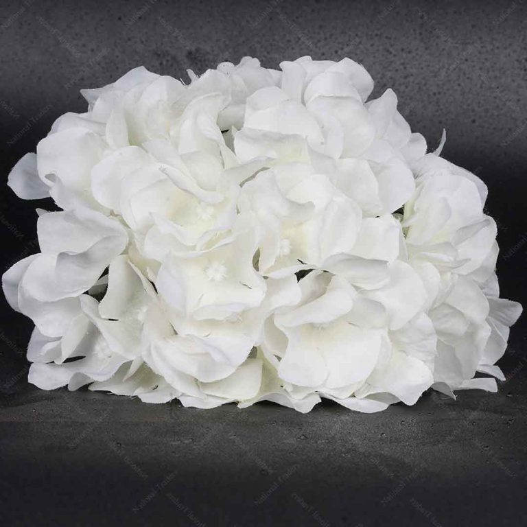 Hydrangea Heads