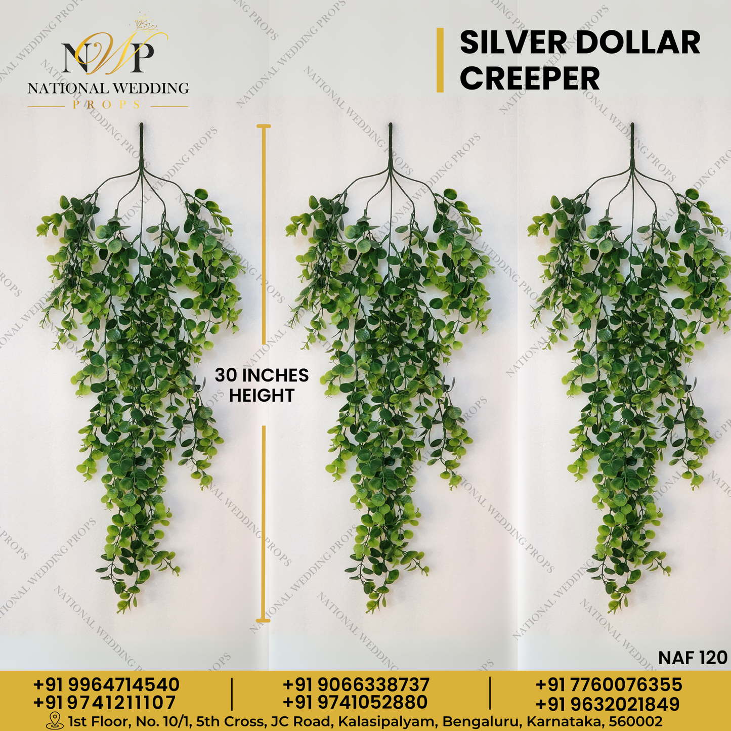 SILVER DOLLAR CREEPER